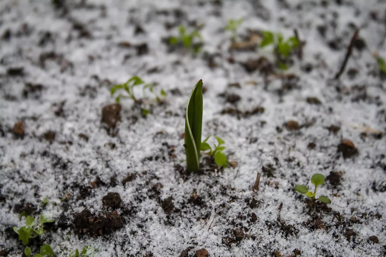 &lt;p&gt;Czy rośliny można siać zimą w ogrodzie? Tak! Poznaj metodę ”winter sowing”&lt;/p&gt;