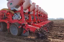 Siew buraka w optymalnych warunkach wilgotnościowych gleby gwarantuje szybkie i wyrównane wschody. Zbyt mokra gleba może się zaskorupić, a zbyt sucha nie zapewni odpowiedniej ilości wilgoci do wschodów.