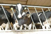 Wiele badań wykazało, że późno zapłodnione jałówki są częściej brakowane przed porodem, w czasie pierwszej laktacji i rzadziej zachodzą w ciążę w trakcie pierwszej laktacji