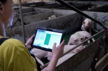 Nie bójmy się nowych technologii, pomagają usprawnić pracę w chlewni. W prowadzeniu codziennej dokumentacji produkcji doskonale sprawdza się tablet.