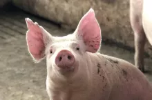 Nieoprocentowana pożyczka dla producentów trzody chlewnej ze stref ASF może wynieść od 50 tys. zł na gospodarstwo, aż do 1 mln zł.