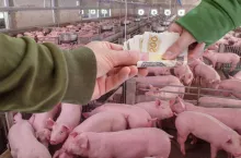 Nieoprocentowane pożyczki dla producentów świń zostały wznowione!