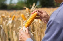 &lt;p&gt;Odmiany kukurydzy na ziarno: jakie FAO jest najbardziej opłacalne w Polsce?&lt;/p&gt;