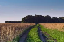 Wyleganie zbóż na polach