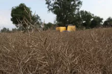Rzepak w trakcie koszenia