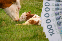 Dopłaty do dobrostanu zwierząt dla dodatkowej grupy rolników. Kto je dostanie?