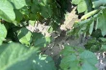 Susza plantacja ziemniaków