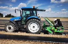 Sadzenie pomidorów na folii