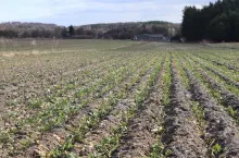 Rzepak od kilku lat siany jest w technologii pasowej