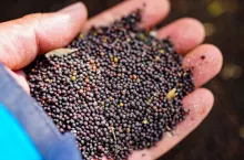 Agricultural harvest rapeseed,an important raw material for vegetable oil