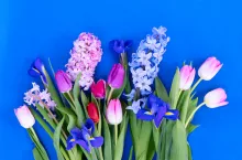 &lt;p&gt;Rośliny i kwiaty na Wielkanoc: czym udekorować dom w okresie wielkanocnym?&lt;/p&gt;