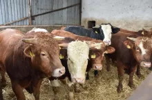 W typowo towarowych stadach ras mięsnych kastracja i opas wolców też są uzasadnione, jednak jeśli częś buhajkó chcemy przeznaczyć na rozpłodniki do innych stad to już nie jest to takie oczywiste