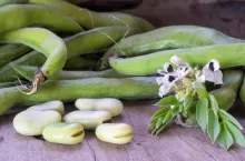 Bób często powoduje wzdęcia. Aby ich uniknąć, należy namoczyć go na godzinę w gorącej wodzie, odlać ją i zagotować warzywo w świeżej