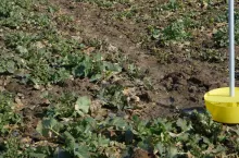 W celu stwierdzenia obecności chowaczy na plantacji rzepaku, od wczesnej wiosny należy prowadzić obserwacje za pomocą żółtych naczyń. Ustawiamy je w odległości przynajmniej 20 m od brzegu pola i kontrolujemy systematycznie o tej samej godzinie