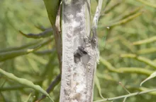 zgnilizna twardzikowa