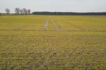 żółty jęczmień przedwiośnie