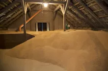 Pszenica skąłdowana na strychu