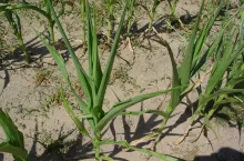 To nie szczypior. To kukurdza tuż przed wiechowaniem z liśćmi skręconymi w rurki z powodu upałów i suszy. W wielu gatunkach roślin są na świecie odmiany z odpornościami, w tym znaczną tolerancją na suszę. W UE roślin genetycznie modyfikowanych uprawiać nie możemy, ale dzięki nowym technikom genomowym konwencjonalnymi metodami hodowli można odmiany o takich cechach szybko wyhodować. Jest na to szansa w rozporządzeniu NGT, którego procedowanie mogą przesunąć w czasie zbliżające się wybory do Parlamentu Europejskiego