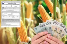 Zobacz instrukcję, jak wypełnić wniosek o dopłaty do kukurydzy krok po kroku.