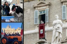 Krowa i traktor na placu św. Piotra