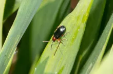 Larwy łokasia garbatka, fot. Strażyński