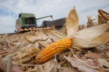 Trwa nabór wniosków o dopłaty do kukurydzy. Zainteresowanie pomocą jest ogromne.