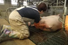 poród, pomoc akuszerska