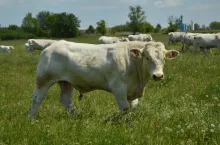 Ceny bydła w Polsce (27.02.2024)