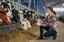 Jak doić krowy hodowlane? Rady dla początkujących hodowców