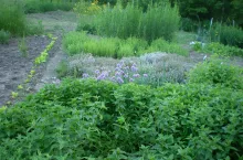 W tym ogródku znajdziemy kwiaty, warzywa, a także zioła. Wszystko rośnie bujnie i w pełnej symbiozie