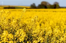 Rzepak jary - Lista odmian zalecanych na sezon 2024
