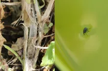 Rzepak: zaczynają się naloty chowacza czterozębnego. Kiedy wykonać oprysk?