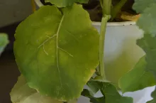 Niedobór magnez, składniki pokarmowe, niedobory