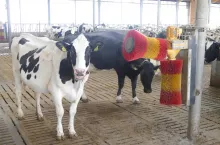 Czochradła nie tylko poprawiają higienę skóry, ale również przyspieszają krążenie krwi i poprawiają samopoczucie, które wpływa na wzrost wydajności mlecznej