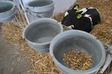 Aby żwacz się rozwijał, muszą być w nim obecne bakterie, których nowo urodzone cielę nie ma i należy je dostarczyć do żwacza wraz z pokarmem, gdzie będą się namnażać. Do tego procesu konieczna jest woda