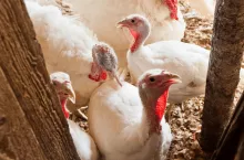 Grypa ptaków znów zaatakowała w powiecie iławskim na fermie indyków