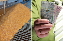 Dopłaty do kukurydzy: mija termin złożenia wniosku. Do której są czynne biura ARiMR?