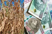 Ruszył nabór wniosków o pomoc suszową za 2023 r.