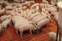 Ceny tuczników (29.02.2024)