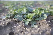 rzepak nawieziony wiosną