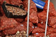 Cebula sprowadzana z Rosji