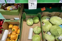 Młoda kapusta z Albanii i Portugalii