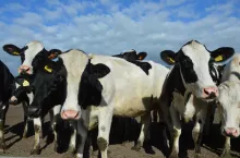 Forum Mleko odbędzie się 7 marca br. koło Łomży.