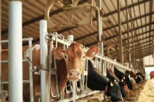 Hodowcy bydła mlecznego, zwłaszcza w głównych państwach członkowskich produkujących mleko, takich jak Niemcy, Francja, Hiszpania i Polska, stoją przed ciągłymi wyzwaniami ze względu na spadek cen mleka od producentów i stale wysokie koszty produkcji.