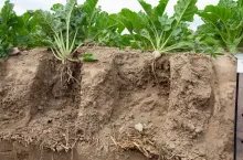 Burak cukrowy gleba słoma w glebie