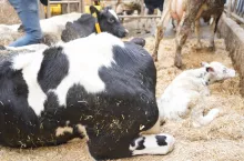 Dłuższe utrzymywanie krowy z cielęciem – jak twierdzi dr Lacker – nie tylko poprawia ich dobrostan, ale również zdrowie, zmniejsza poziom stresu i okazuje się opłacalne ekonomicznie