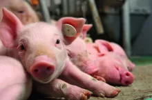 Wciąż brakuje prosiąt. Rolnicy utrzymujący lochy mogą zatem pozytywnie patrzeć w przyszłość w kolejnych miesiącach.