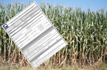 POMOC SUSZOWA: niewiele czasu na złożenie wniosku! Jakie są stawki pomocy suszowej?