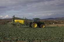 Rzepak chroniony na Pogórzu Sudeckim