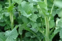 rzepak, niedobory boru